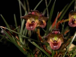 maxillaria_cogniauxiana_cd