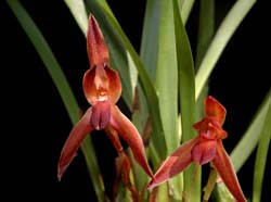 maxillaria_cucullata_ws_cd