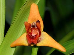 maxillaria_elatior_ip_cd