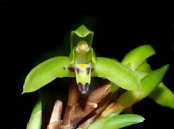 maxillaria_encyclioides_ws_cd