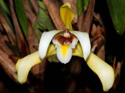 maxillaria_endresii_ip