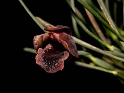 maxillaria_juergensii_ws_cd