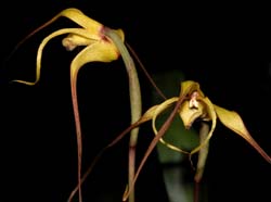 maxillaria_lepidota2_cd