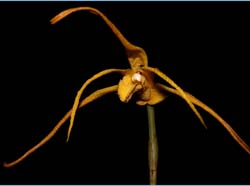 maxillaria_lepidota_cd