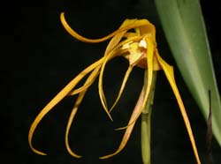 maxillaria_lepidota_ws_cd