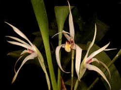 maxillaria_luteoalba2_cd