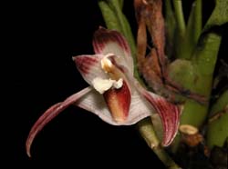 maxillaria_melina_cd