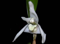 maxillaria_melina_ws_cd