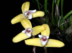 maxillaria_parkeri_ip_cd