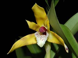 maxillaria_picta_ws_cd