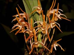 maxillaria_reichenheimii_cd