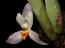 maxillaria_richii_cd