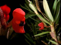 maxillaria_ruberrima_cd