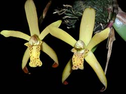 maxillaria_rufescens_cd