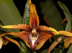 maxillaria_striata2_cd