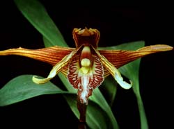 maxillaria_striata_cd