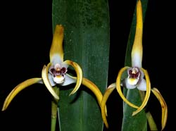 maxillaria_triloris_cd