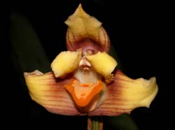 maxillaria_turkeliae_cd