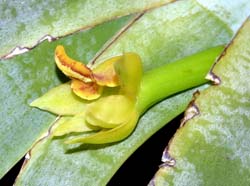 maxillaria_valenzuelana_mh_cd