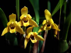 maxillaria_variabilis_cd