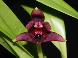 maxillaria_variabilis_red_ip