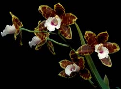 miltonia_candida_cd