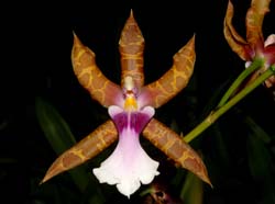 miltonia_clowesii_ws_cd