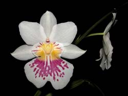 miltonia_phalaenopsis2_cd