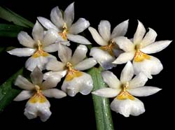 miltonia_santanei_cd