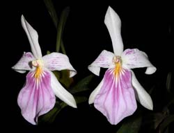 miltonia_spectabilis_cd