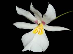 miltoniopsis_roezlii_ws_cd