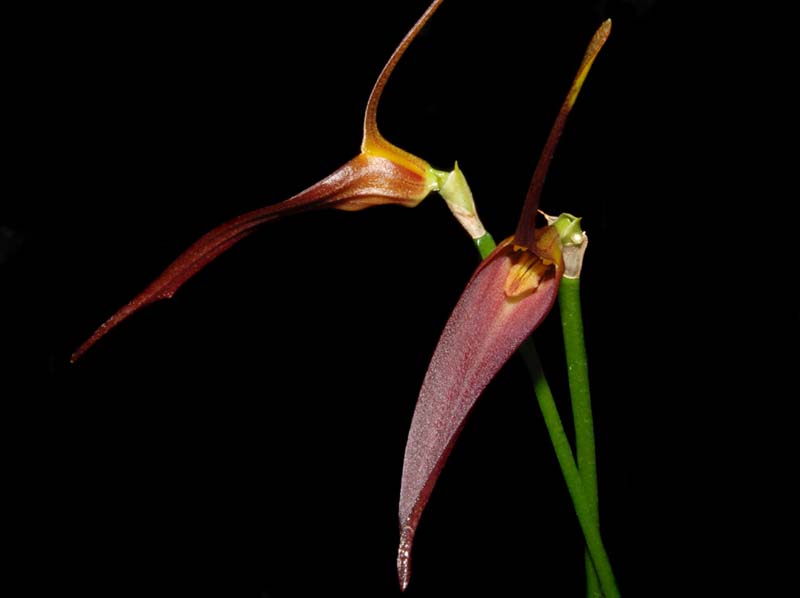 Masdevallia_helgae_ws_cd