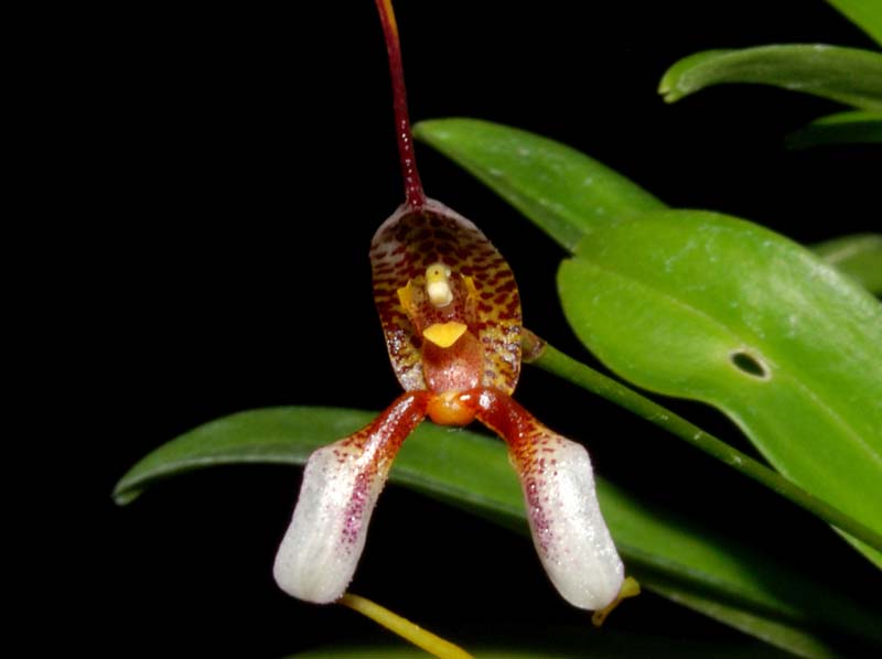 Masdevallia_hortensis_ws_cd