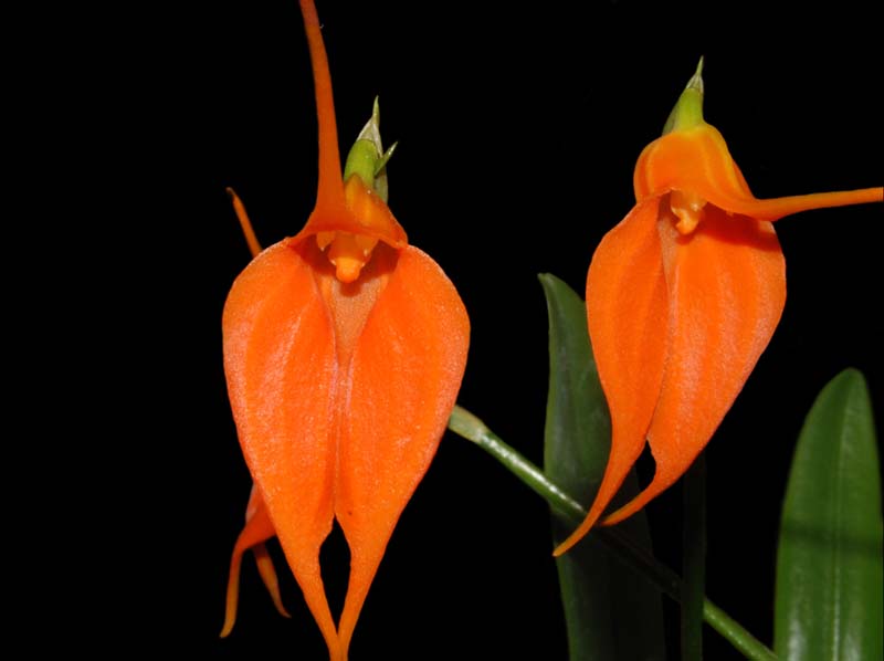 Masdevallia_ingridiana_ws_cd