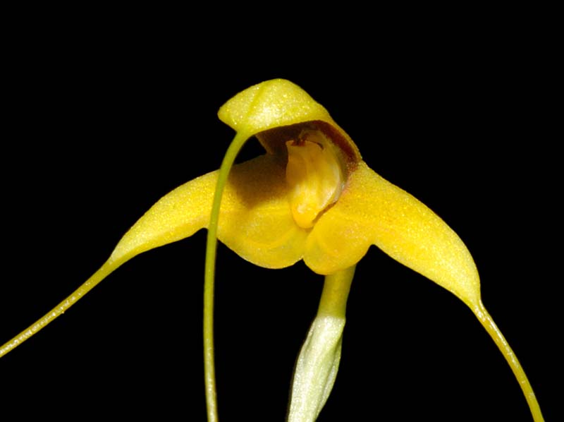 Masdevallia_iwanii_ws_cd