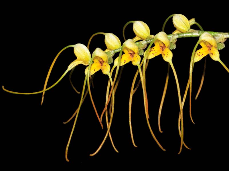 Masdevallia_lehmannii_IP_cd