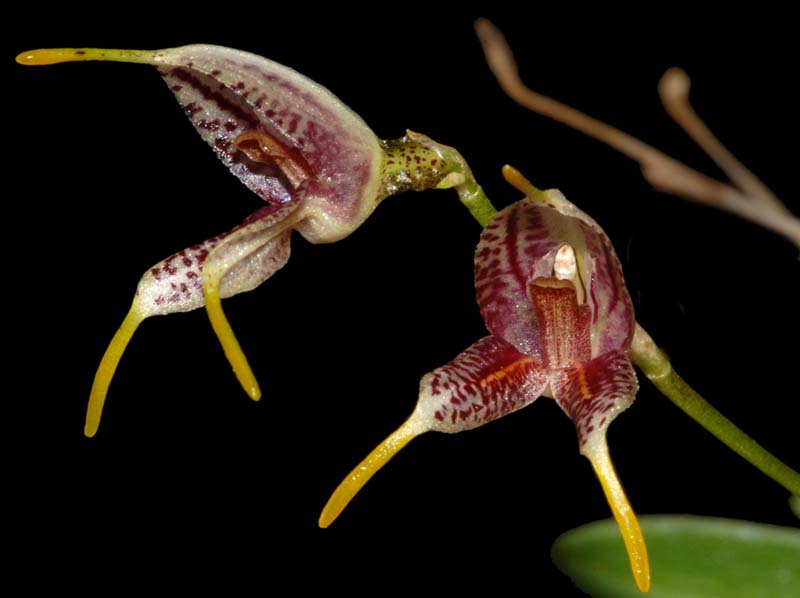 Masdevallia_leptoura2_ws_cd