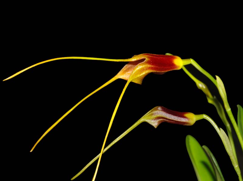 Masdevallia_ligiae_WS_cd