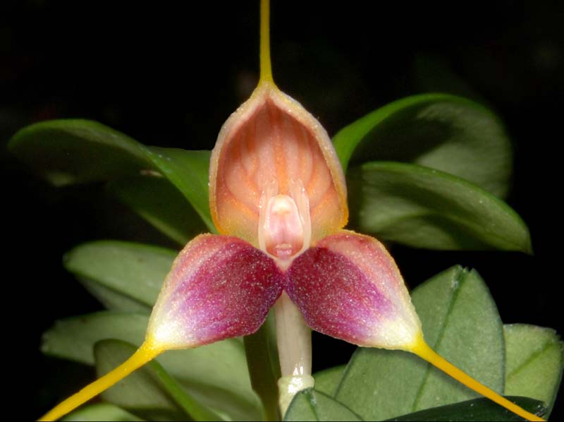 Masdevallia_lychniphora_ws_cd