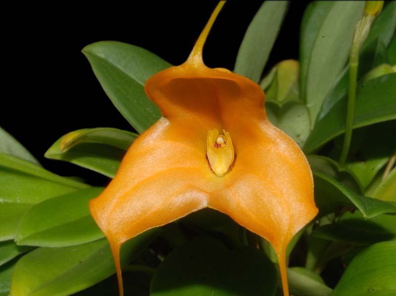 Masdevallia_magaliana_ws_cd