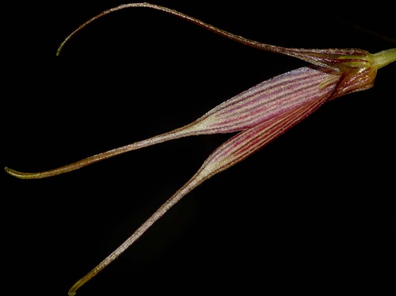 Masdevallia_manchinazae_ws_cd