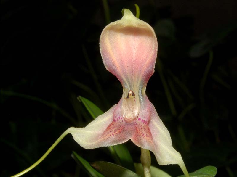 Masdevallia_mandarina_ws_cd