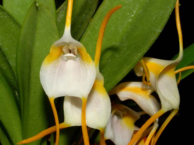 Masdevallia_mejiana_ws_cd