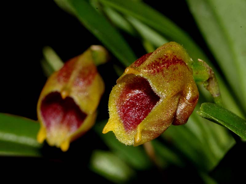 Masdevallia_molossoides_ws_cd