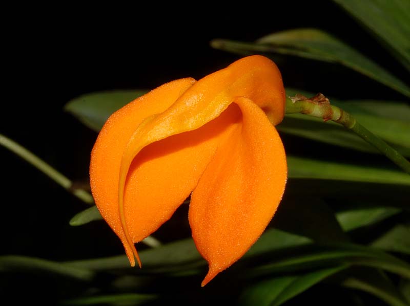 Masdevallia_morochoi_ws_cd