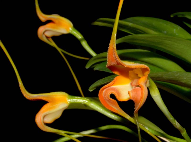 Masdevallia_norops_ws_cd