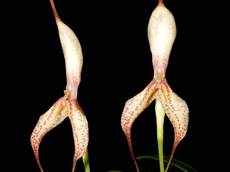 Masdevallia_replicata_ws_cd