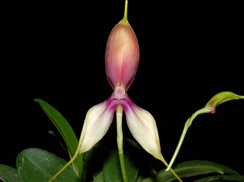 Masdevallia_setacea_ws_cd