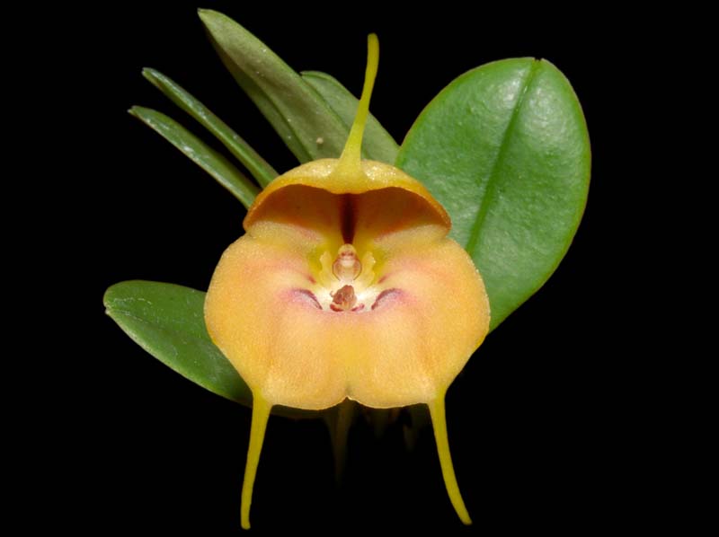 Masdevallia_tricycla_ws_cd