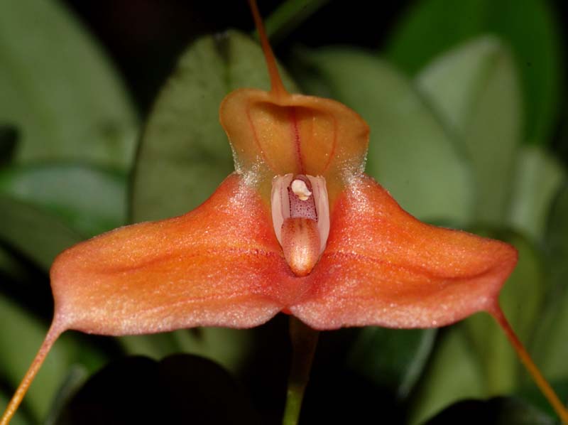 Masdevallia_venatoria2_ws_cd